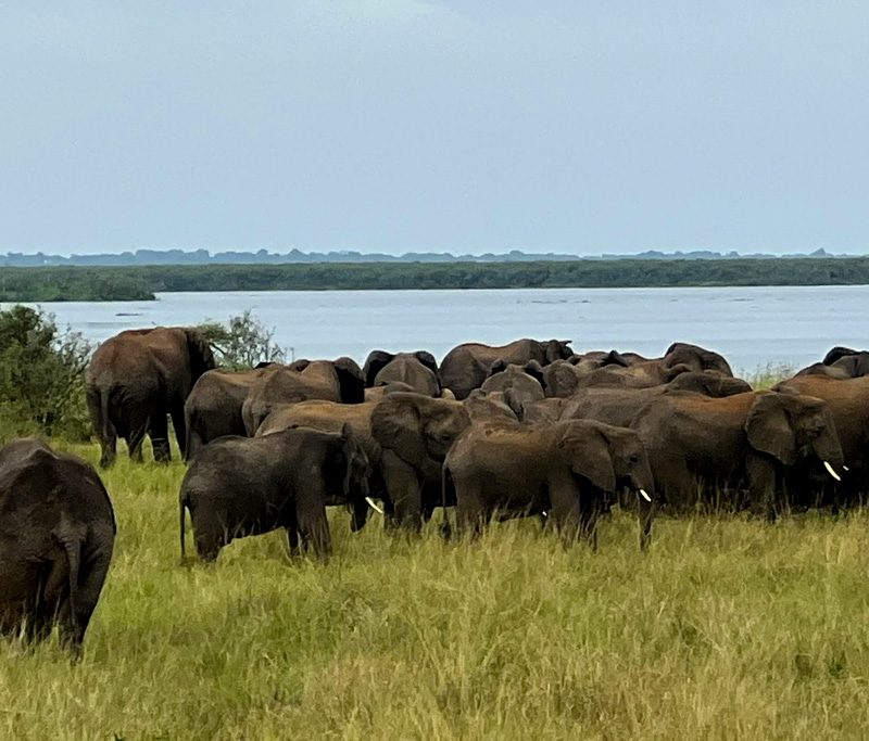 10-days-uganda-gorilla-chimpanzee-big-five-wildlife-safari