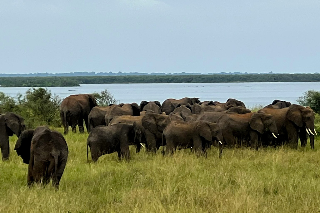 10-days-uganda-gorilla-chimpanzee-big-five-wildlife-safari