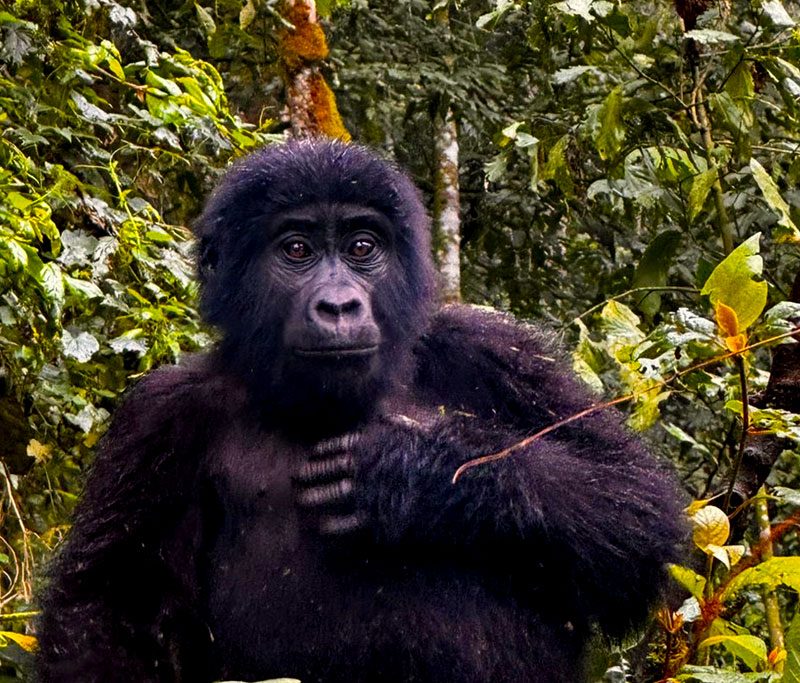 16-days-uganda-primates-culture-wildlife-safari