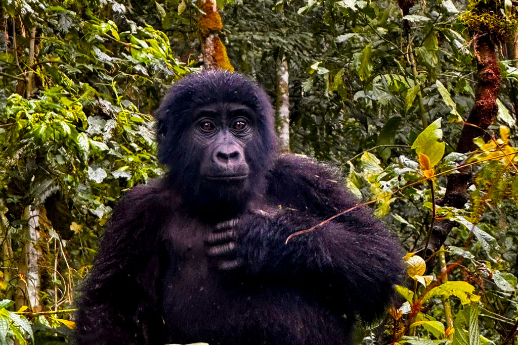 16-days-uganda-primates-culture-wildlife-safari