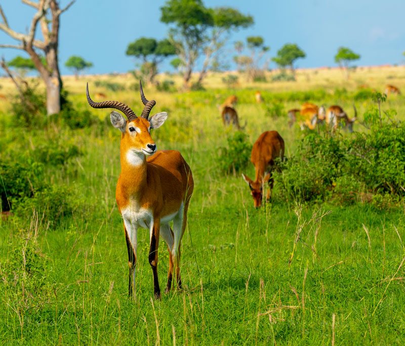 18-days-uganda-gorillas-chimpanzees-culture-wildlife-expedition