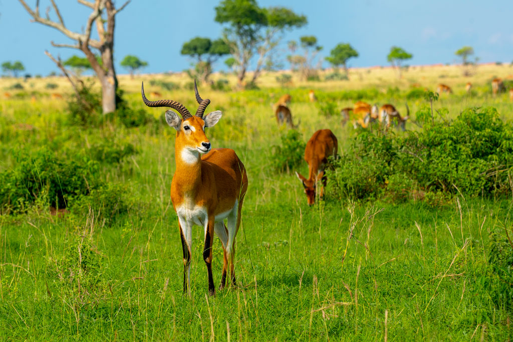 18-days-uganda-gorillas-chimpanzees-culture-wildlife-expedition