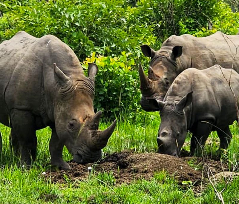 20-days-epic-nile-adventures-primates-and-big-game-safari