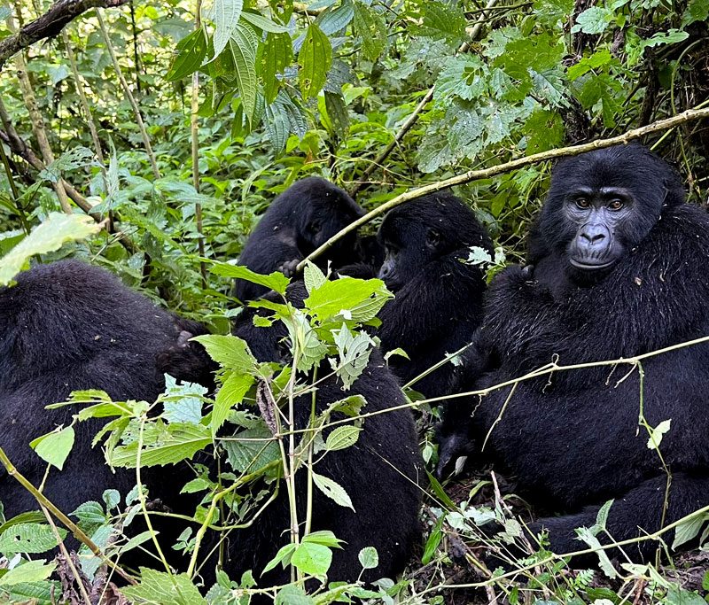 4-day-uganda-gorilla-safari-lake-bunyonyi-tour