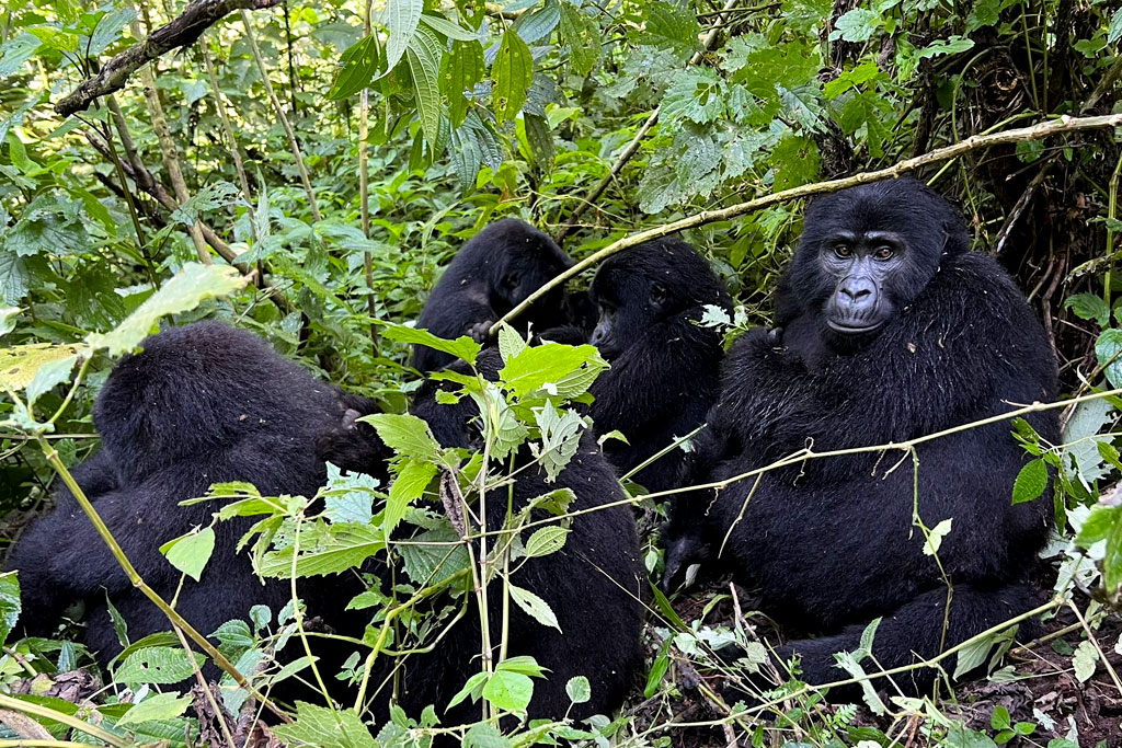 4-day-uganda-gorilla-safari-lake-bunyonyi-tour
