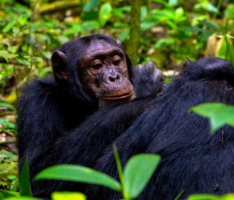 4-days-kibale-forest-chimpanzee-trekking-safari