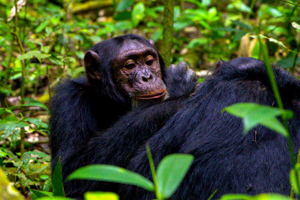 4-days-kibale-forest-chimpanzee-trekking-safari