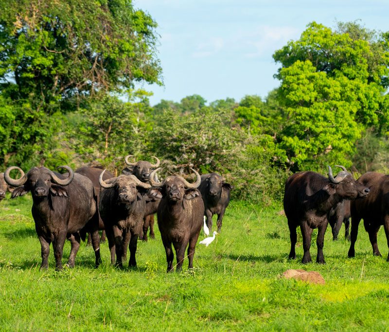 5-day-kidepo-valley-wildlife-safari