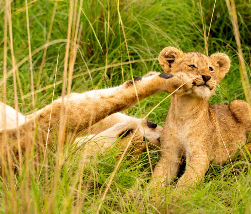 6-day-uganda-wildlife-safari