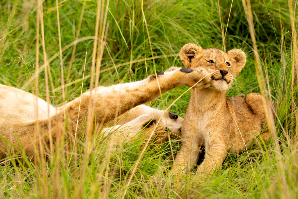 6-day-uganda-wildlife-safari