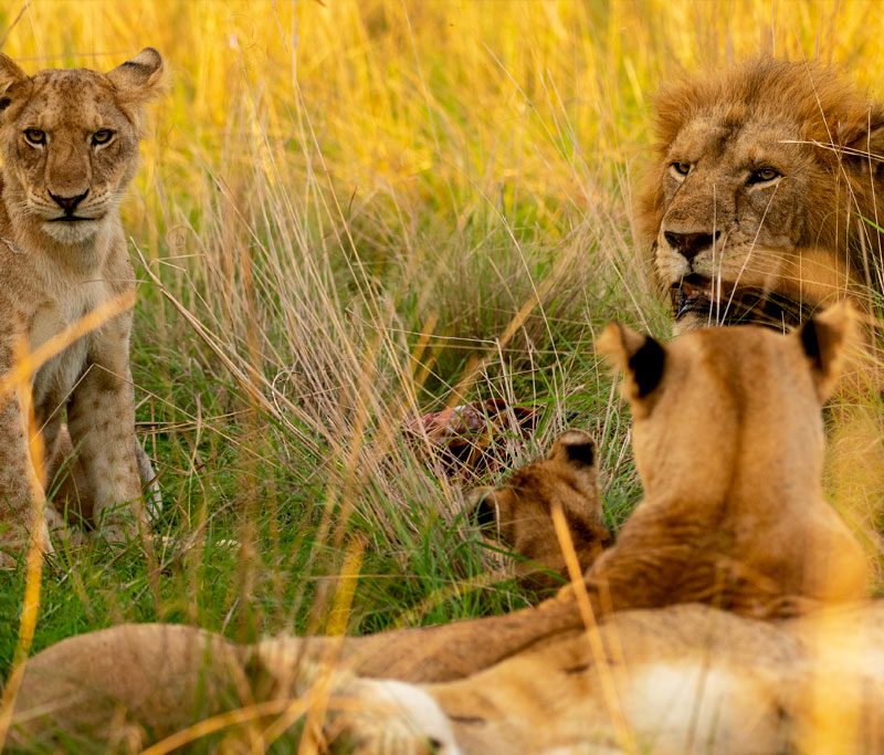 7-days-gorilla-wildlife-safari-uganda