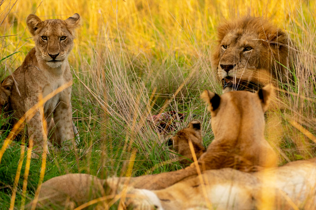 7-days-gorilla-wildlife-safari-uganda