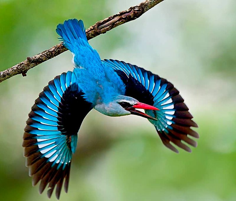 9-day-uganda-birding-wildlife-safari
