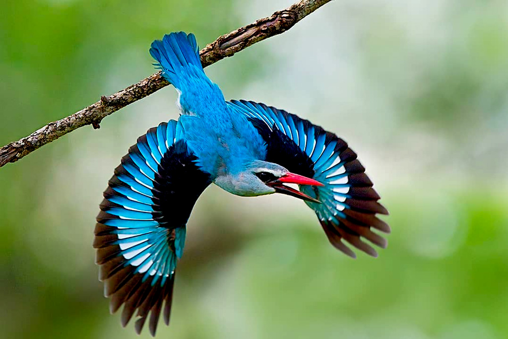 9-day-uganda-birding-wildlife-safari