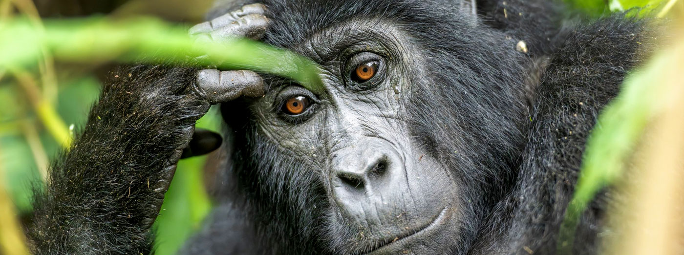 best-premium-gorilla-trekking-in-uganda