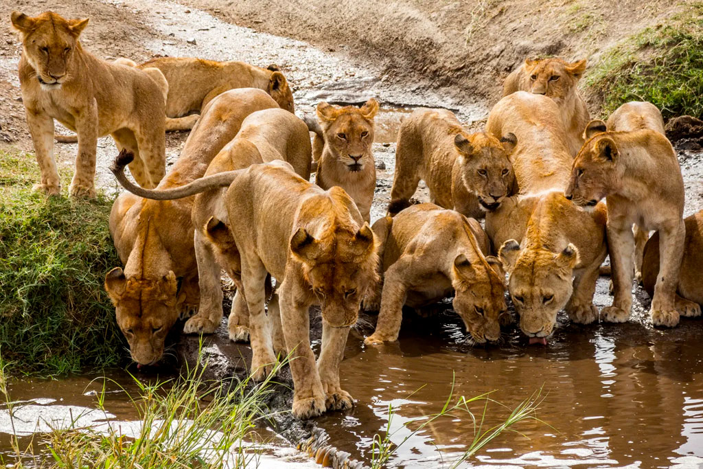 12-day-tanzania-luxury-safari-tour