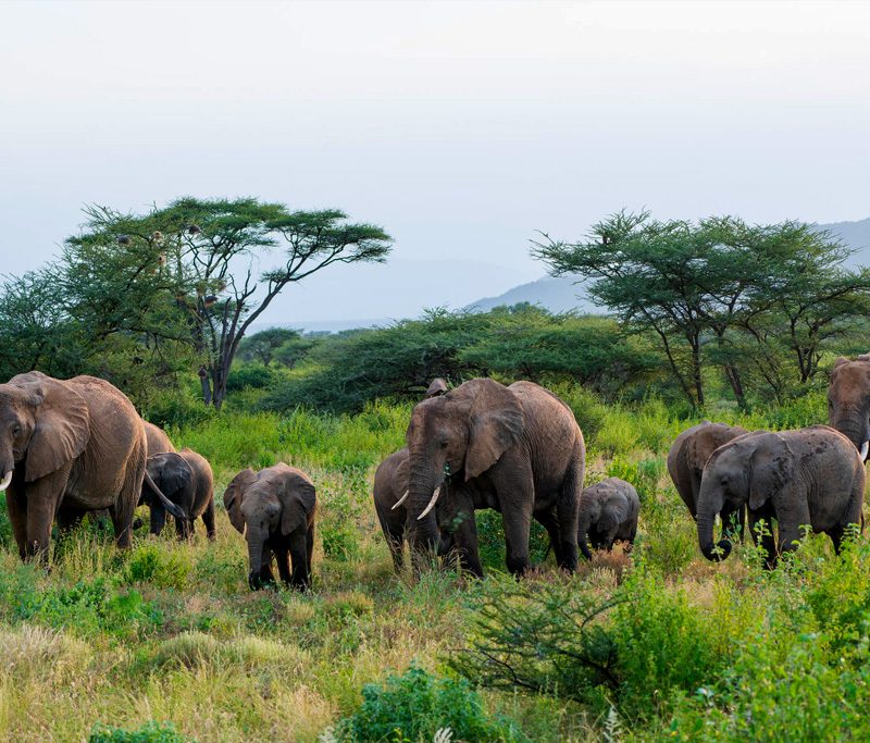 14-day-kenya-adventure-safari