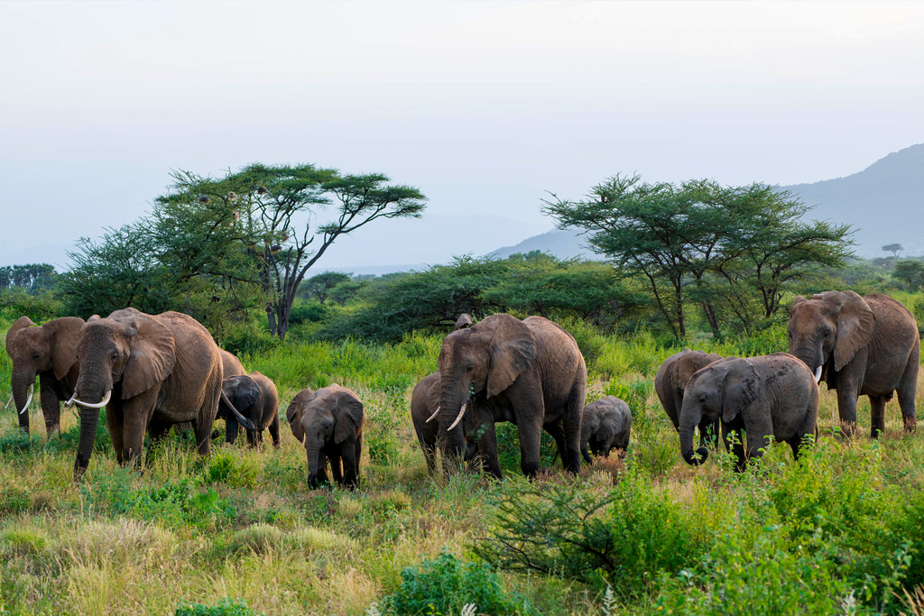 14-day-kenya-adventure-safari