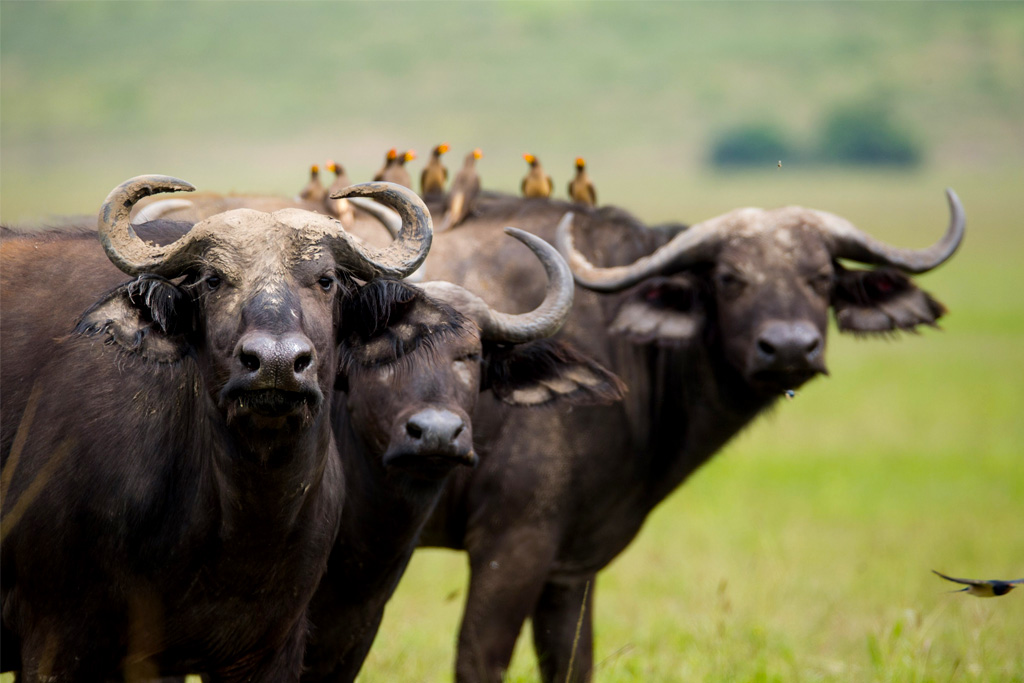 2-day-akagera-national-park-safari