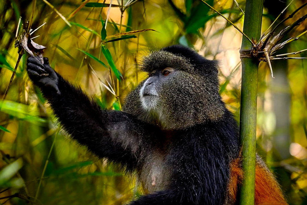 6-day-uganda-rwanda-primate-safari