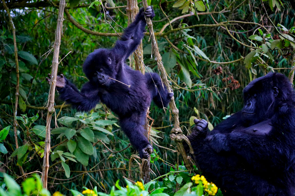 6-days-rwanda-gorilla-trekking-primates-safari