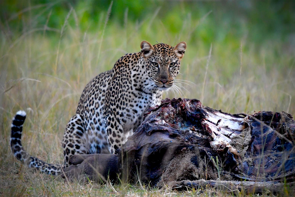 7-day-akagera-big-five-safari-lake-kivu-escape