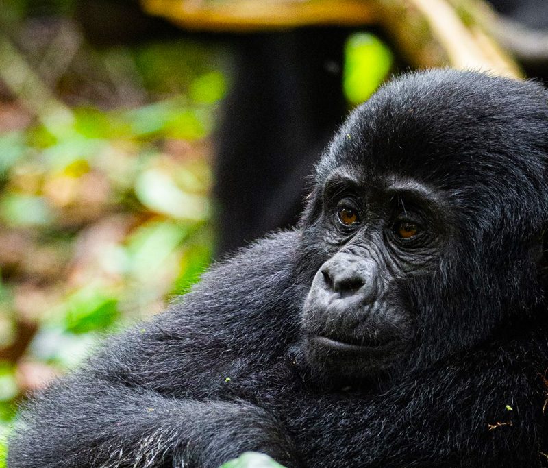 8-days-uganda-gorilla-trekking-masai-mara-luxury-safari