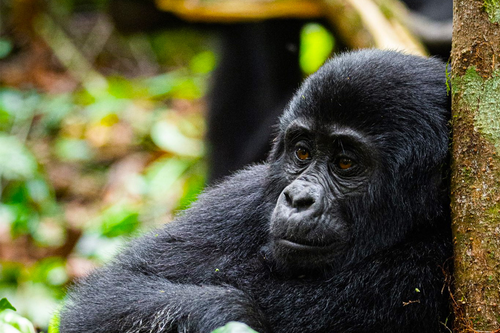 8-days-uganda-gorilla-trekking-masai-mara-luxury-safari